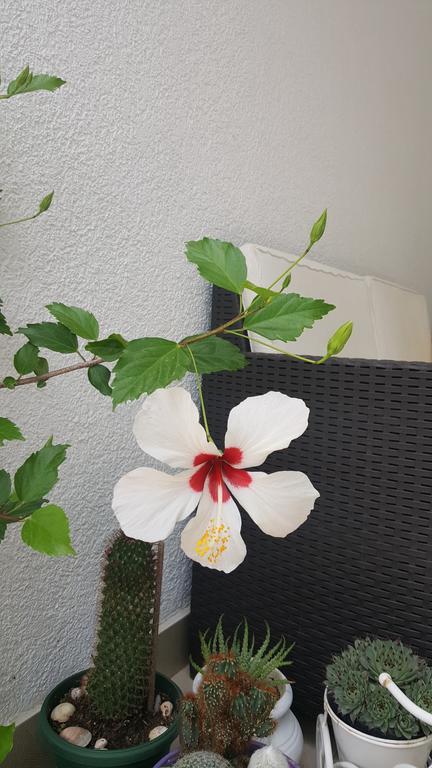 Hibiscus Guest House 부드바 외부 사진
