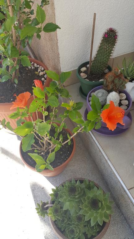 Hibiscus Guest House 부드바 외부 사진