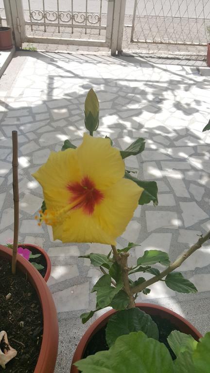 Hibiscus Guest House 부드바 외부 사진